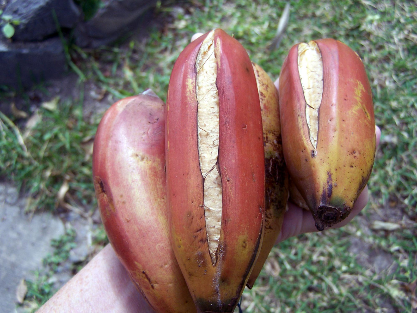 Ripe red bananas from a RV park tree